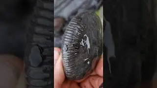 A perfect #ammonite #fossil from dac alley - #whitby  #fossilhunting