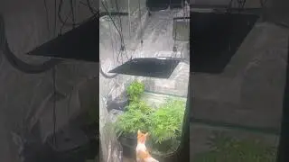 Another day in the jungle #cats #plants #leaves #plantmedicine #ytshorts #ytshort