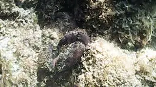Warty Crab - Costa dei Trabocchi snorkeling - 28th June 2021