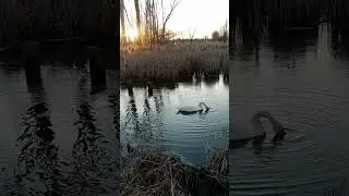 Sunset Swan