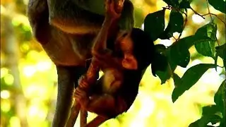 So worry Janna baby monkey scare fall down the tree because small monkey catch took to tree