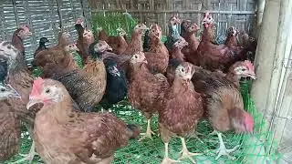 Al huda poultry farm turkey Guinea Fowl kamrupa and lukel morgi fishing farming farm
