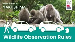YAKUSHIMA | Manner Navi (Wildlife Observation Rules) | National Parks of Japan