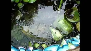 073025 eastern narrow mouth toad after rain in pond 1