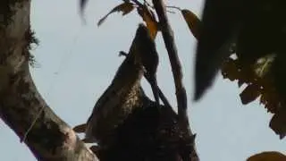 Birds--RARE BIRD Cleanning his plumage