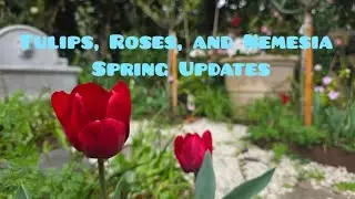 Tulips, Roses, and Nemesia Spring Updates 2025