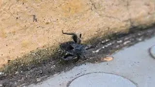 Acanthocoris scaber - Kalvarayan Hills