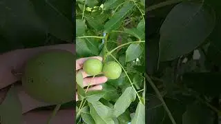 как растет грецкий орех #поле #природа #беларусь #путешествия #лето #полесье #луг #лес #растения