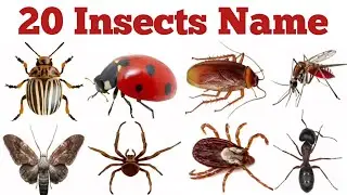 20 Insects Name for kids || Learn 20 Insects Name in English with pictures || कीड़े मकोड़ों के नाम