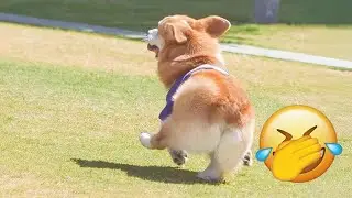 Hilarious animal videos 😸 You'll laugh until you cry because of these dogs and cats 🌯 #animals