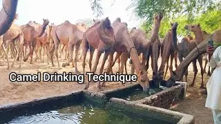 The Incredible Drinking Technique of Camels | Desert Survival:Camel's Unbelievable Drinking Strategy