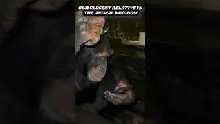 OUR CLOSEST RELATIVE IN THE ANIMAL KINGDOM