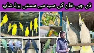 Birds cargo Done ✅ differents Cities TalhaBirds shop DGkhan Fancybirds Exotic bird's Shop Parrot