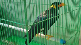 খাঁচার দরজা খোলা থাকার পরেও ময়না চলে যায়নি উড়ে || ময়না পাখির ভালোবাসা || Moyna Pakhir Love Story
