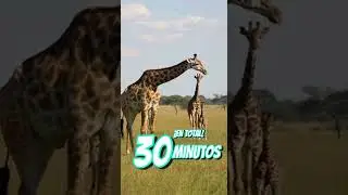 No Sabias esto de las Jirafas 🦒 😲!?