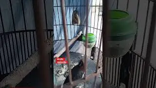 Anis kembang ngeroll,cocok buat masteran burung yang belum bunyi.pasting langsung nyaut.