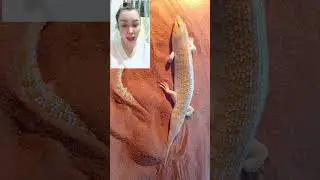 sandfish #sandfish #biglizard #amazing #shortvideo #trending #highlights #viralshort #shorts #fyp