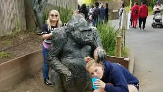 SF Zoo Gorillas