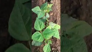 Amazing results Only 4 days on French beans #dayjoy🫘#farming #Organic #natural #growth #plant #viral