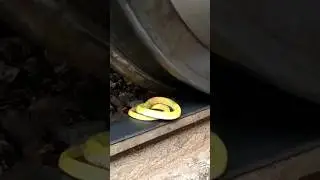Snake vs Train #train #experiments #youtubeshorts