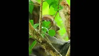 #4k Video OF Lovely Cute Babies Monkey 82