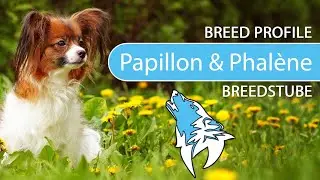► Papillon & Phal&egrave;ne Breed Profile [2022] Temperament & Training