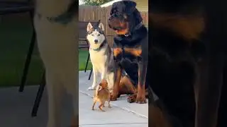 Too much chaos for one dog 😂 #FunnyDogs #DogChaos #ViralDogs #USAfunny #Shorts