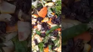 Fabrication du compostage &agrave; partir du RAISIN s&egrave;che@proffarid