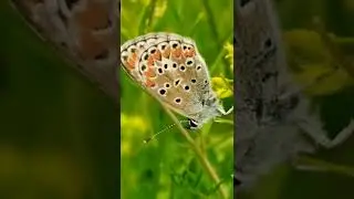 Common blue butterfly#butterfly #insects #wildlife #animals #nature #world#საქართველო #ბუნება #world