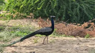 A very beautiful bird is visible, roaming in the desert