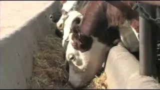 The Legacy of Cattle in Colorado: Kent Bamford and Steve Gabel