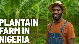 Plantain and Banana Farming in Nigeria, the money making investment in 2025