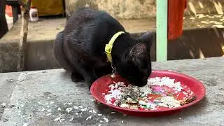 Cat is eating food, lovely is animals.#rabbit #animals #puppy #kitten #dogs #monkey #cat #shortvideo