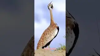 Houbara Bustard Sound #birds #huntingseasonon #wildlife #tiloorkiawaz #houbarabustard #birdslover