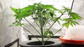 Lollipop DWC bucket - Gorilla Glue strain - Mother Plant