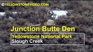 Yellowstone's Junction Butte's Wolf Den & Alpha Female Breaks Her Foot