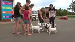 K9000 Dog Wash celebrates its 10th Birthday