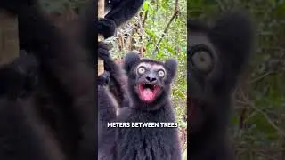 Indri Lemur: Madagascar&rsquo;s Forest Singer  #animals