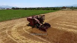 AKTUALE - Korrja e grurit në Malësi