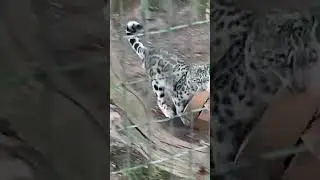 Snow leopard running with the box