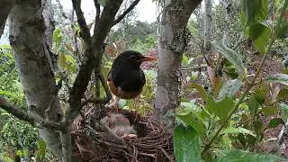 The father bird takes on the important responsibility of foraging for food鸟爸爸承担了觅食的重要责任，鸟妈妈很少参与觅食
