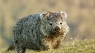 Wombat - Frizzly Marsupial