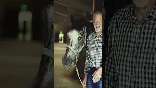 10 Amazing Facts About Horses 10
