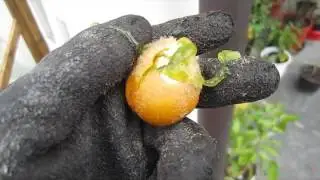 Lulo / Naranjilla ist reif