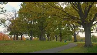 Tranquil Tree in Park 08 | Free Stock Footage - No Copyright