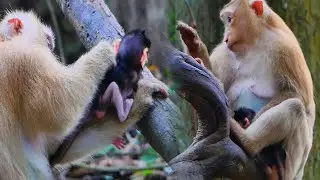 Rose monkey show her feeling to love anyone's baby now Rose alure baby to stay with her