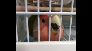 可愛いコザクラインコ・モアちゃんの独特な放鳥タイム～🎵