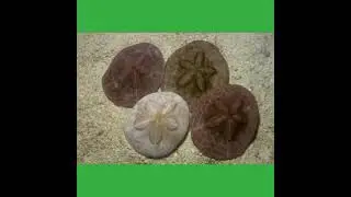 CAKE URCHIN (CLYPEASTER) #ZOOLOGY G.M. MOMIN WOMEN'S COLLEGE