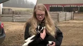 Two-headed goat born on Wisconsin farm