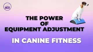 🎯 THE POWER OF EQUIPMENT ADJUSTMENTS IN CANINE FITNESS! 🎯